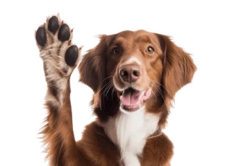 banner-dog-paws