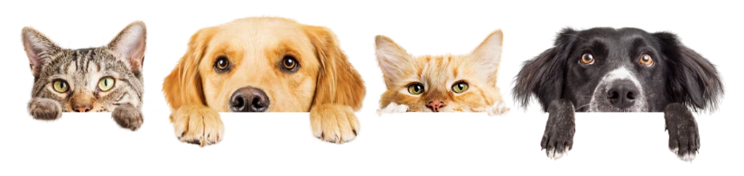 AdobeStock_530939488